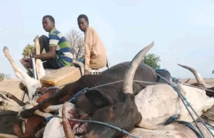 Suspected poisonous grass k!lls over 80 cattle in Adamawa community