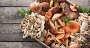 Why You Should Start Eating More Mushrooms Today: 10 Powerful Health Benefits You Can’t Ignore