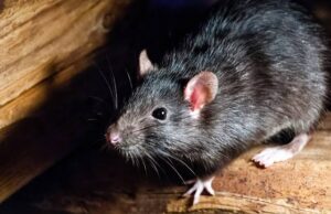 Lassa Fever Crisis Deepens as 53 Health Workers Infected and Cases Cross 1,000 in Nigeria