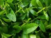 These 7 Green Vegetables May Help Improve Blood Flow, But One Viral Claim Is Misleading