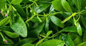 These 7 Green Vegetables May Help Improve Blood Flow, But One Viral Claim Is Misleading