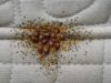 Washing Clothes Isn’t Enough: The Hidden Bedbug Risk Everyone Ignores After Traveling