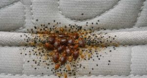 Washing Clothes Isn’t Enough: The Hidden Bedbug Risk Everyone Ignores After Traveling