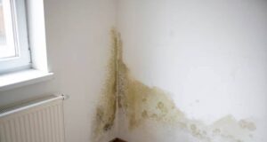 House Hunting? 2 Warning Signs You Should Never Ignore: Mold and Damp Walls