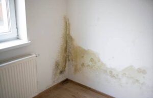 House Hunting? 2 Warning Signs You Should Never Ignore: Mold and Damp Walls