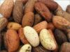 Miracle Nuts, 5 Reasons You Should Eat Bitter Kola