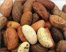 Miracle Nuts, 5 Reasons You Should Eat Bitter Kola