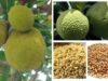 6 Powerful Health Benefits of African Breadfruit Seeds You Should Know