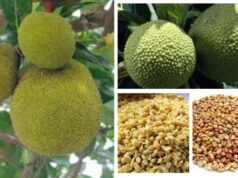 6 Powerful Health Benefits of African Breadfruit Seeds You Should Know