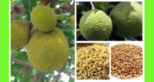 6 Powerful Health Benefits of African Breadfruit Seeds You Should Know