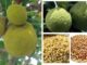 6 Powerful Health Benefits of African Breadfruit Seeds You Should Know