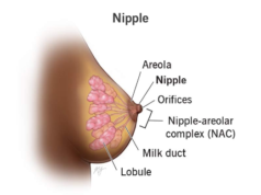 Facts You Should Know About Women’s Nipples